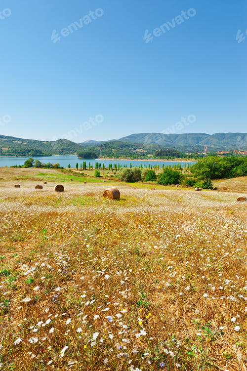 Preview: Lake Bilancino On The Background Of Italian Alps