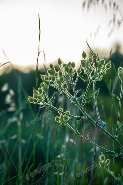 Preview: Field Flowers, Herbs And Leaves In Beautiful Sunset Light. Blurry Background, Copy Space