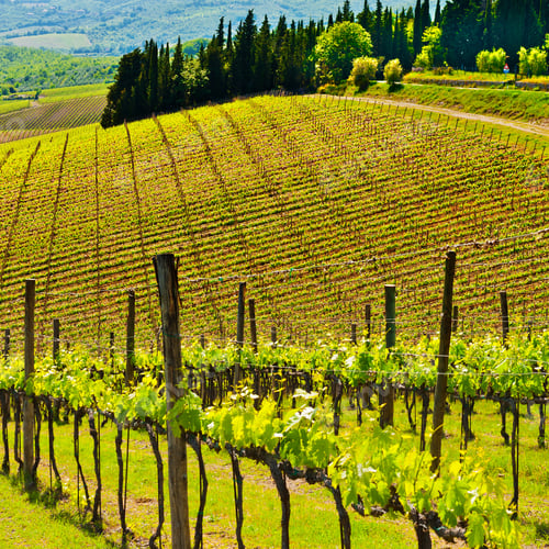 Preview: Hill Of Tuscany With Vineyard In The Chianti Region