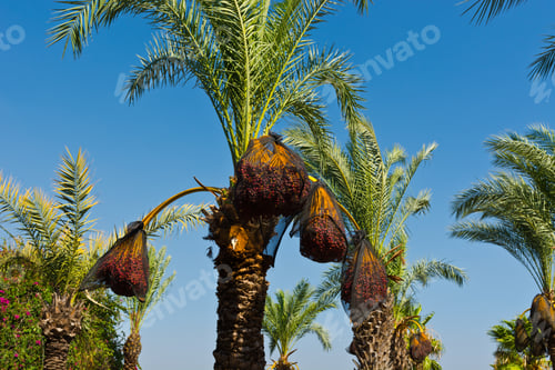 Preview: Plantation Of Date Palms In The Jordan Valley, Israel