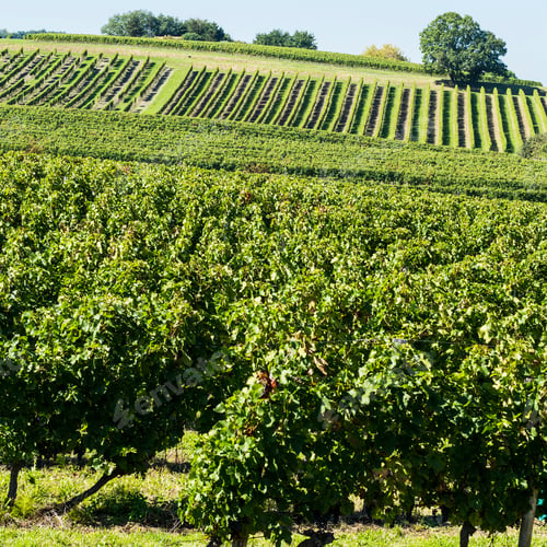 Preview: Industrial Growth Of Grapes In France. French Wine Farm Surrounded With Beautiful Rows Of Vineyards