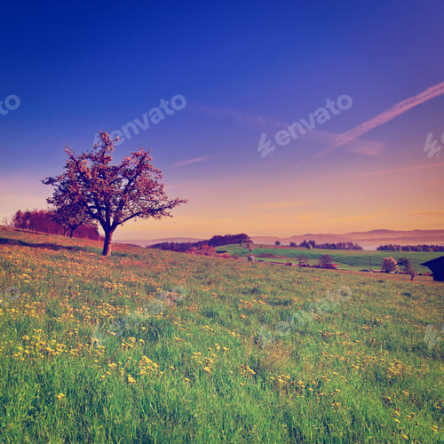 Preview: Solitary Flowering Tree Surrounded By Sloping Meadows In Switzerland At Sunrise, Instagram Effect