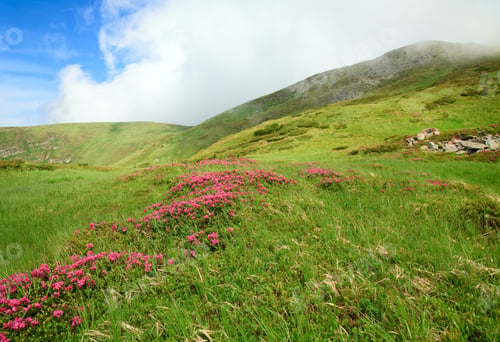 Preview: Pink Rhododendron Flowers On Summer Mountainside (Ukraine, Carpathian Mountains)
