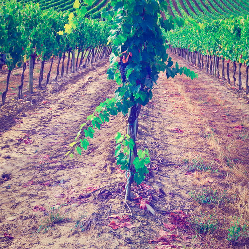 Preview: Hill Of Tuscany With Vineyard In The Chianti Region, Instagram Effect