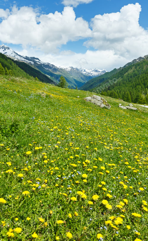 Preview: Yellow Dandelion Flowers On Summer Mountain Slope (Alps, Switzerland)