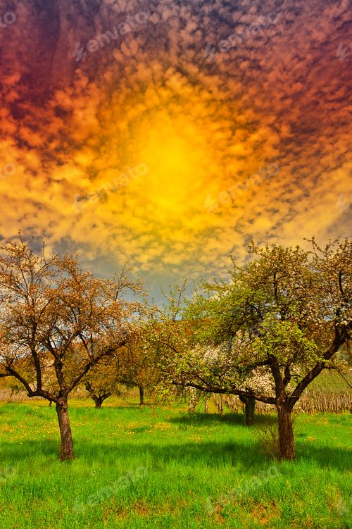 Preview: Flowering Trees Surrounded By Sloping Meadows, Switzerland
