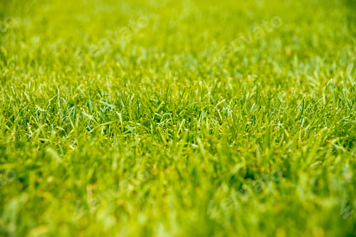 Preview: Green Grass. Natural Background