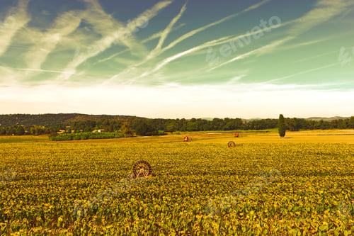 Preview: Sprinkler Irrigation For Sunflower In Southern France At Sunset, Vintage Style Toned Picture