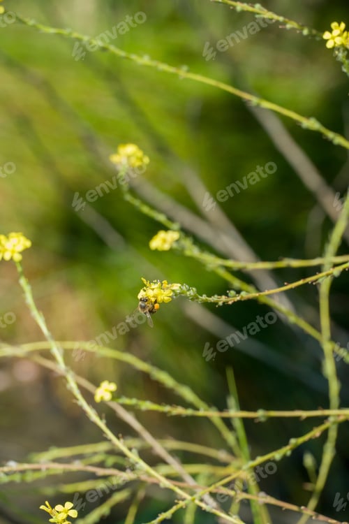 Preview: Spring Landscape In Gudar Mountains Teruel Aragon Spain