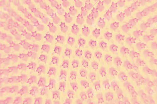 Preview: Abstract, Colorful And Funky Background Done In Macro Mode
