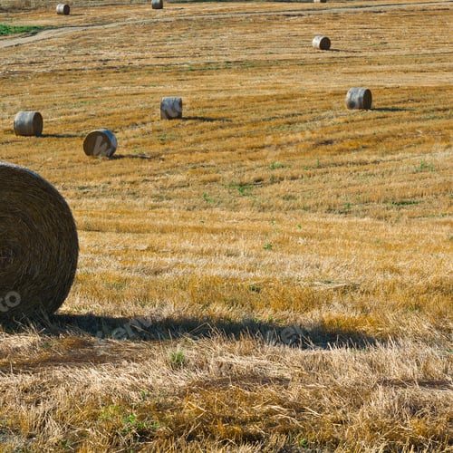 Preview: Dirt Road Across The Fields With Many Hay Bales In Tuscany, Italy