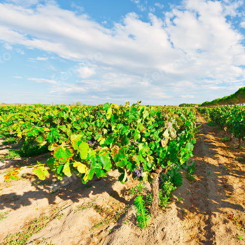 Preview: Ripe Black Grapes In The Autumn In France
