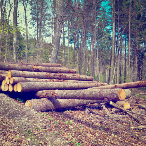 Preview: Stack Of Firewood In The Forest, Instagram Effect