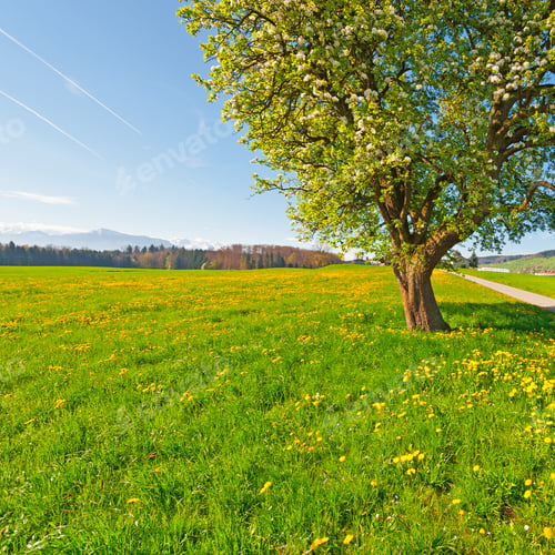 Preview: Solitary Flowering Tree Surrounded By Sloping Meadows In Switzerland On The Background Of