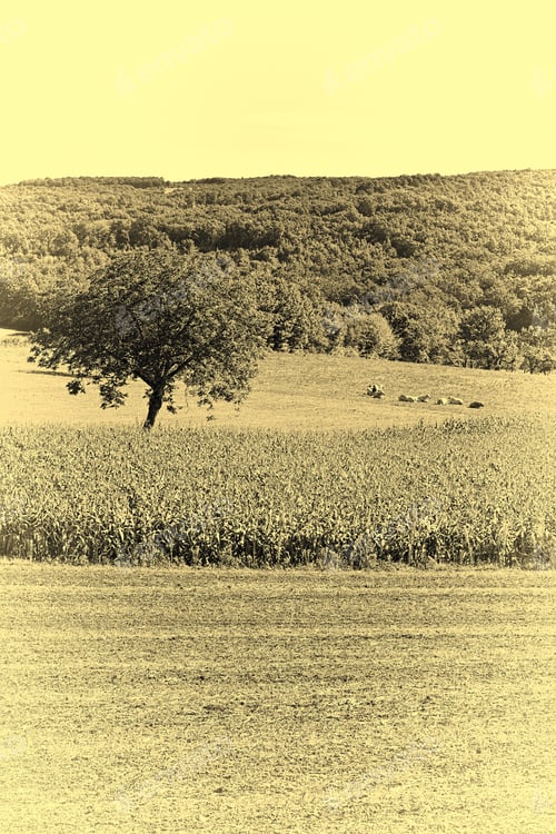 Preview: Plantation Of Corn In France, Stylized Photo