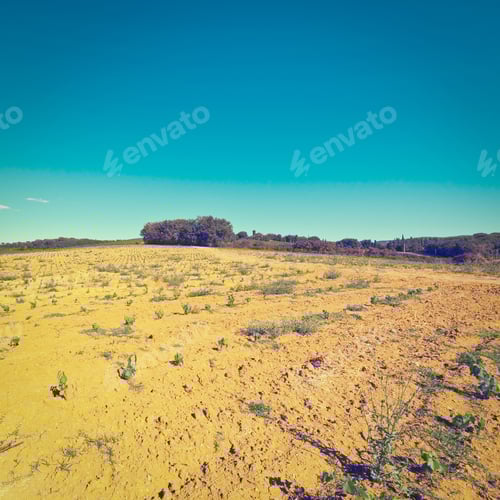 Preview: Hill Of Tuscany With Young Vineyard In The Chianti Region, Instagram Effect