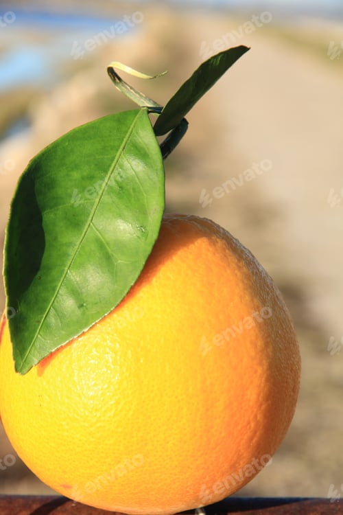 Preview: Closeup Of An Orange Orchard Near Valencia Spain