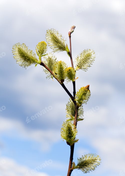 Preview: Blossoming Spring Willow Twig With Buds On Sky Background