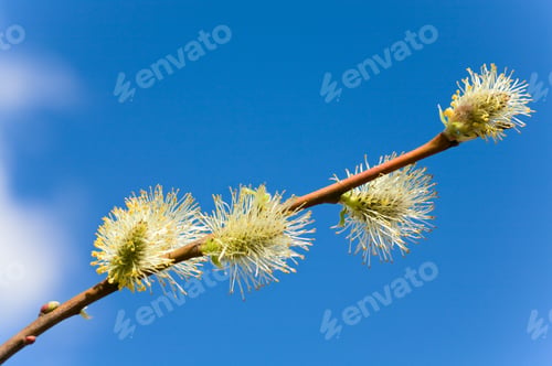 Preview: Blossoming Spring Willow Twig With Buds On Blue Sky Background