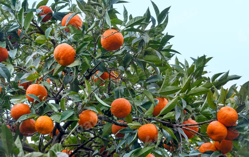 Preview: Mandarin Tree With Orange Fruits And Dense Foliage.