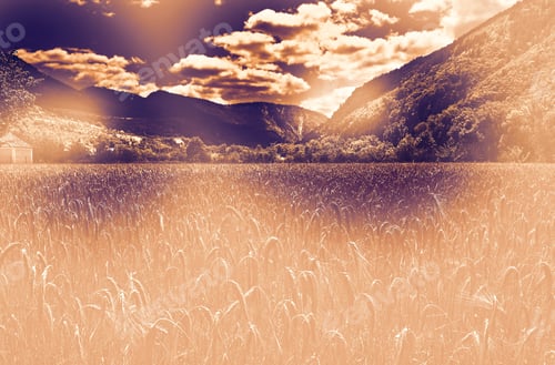 Preview: Desert Field In A Contemporary Style. Wheat Harvest In France.