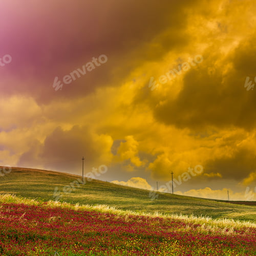 Preview: Flowering Fields On The Hills Of Sicily At Sunrise.