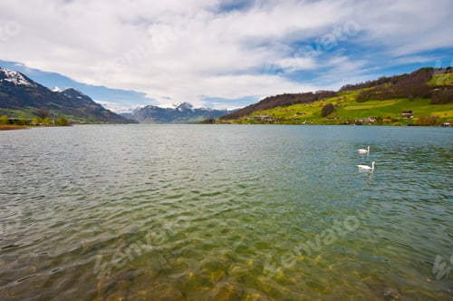 Preview: White Swans On The Lake Sarner, Switzerland