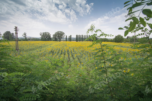 Preview: Sunflower Field In Buonconvento Tuscany Italy