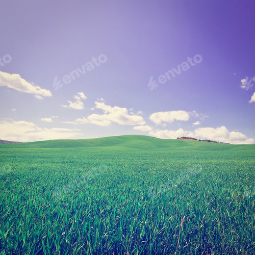Preview: Green Sloping Meadows Of Tuscany, Instagram Effect