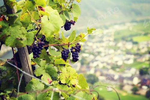 Preview: An Image Of A Ready Grapes In The Bush In The High Hills Of Mosel River In Germany. A Small Village