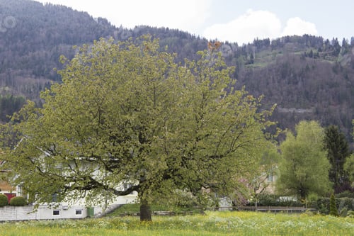 Preview: Landscape In Wilderswil Junfrau Region Berner Oberland Switzerland