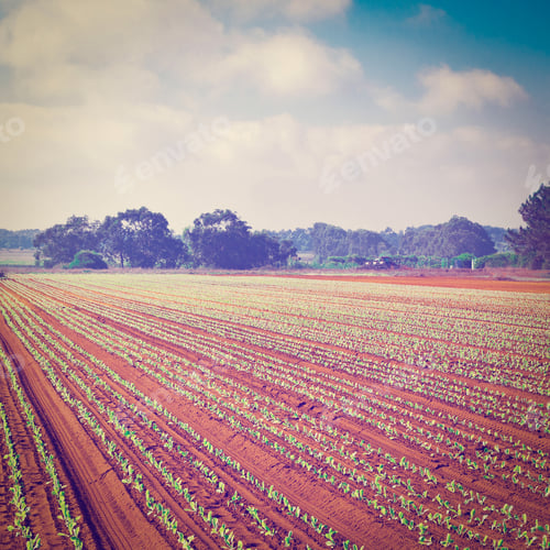 Preview: Rows Of Fresh Young Green Seedling In Portugal, Instagram Effect