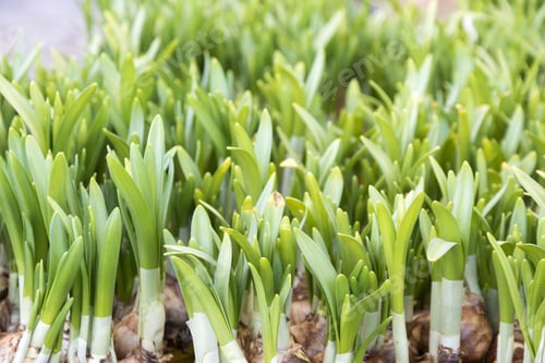 Preview: Green Bulbs In Flower Shop Oslo Norway