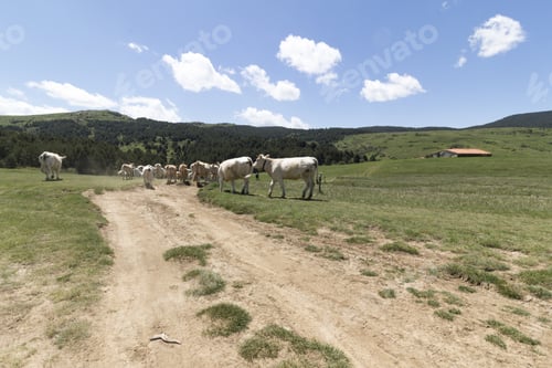 Preview: Cows On A Green Field In Gudar Mountains Teruel Aragon Spain