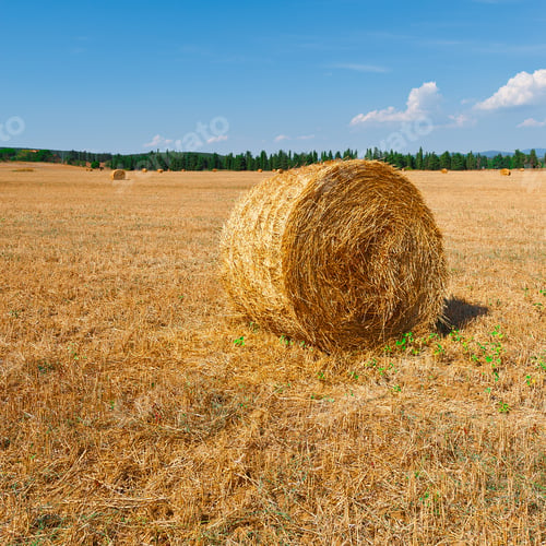 Preview: Tuscany Landscape With Many Hay Bales On The Background Of Forest In Italy