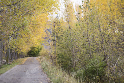 Preview: Autumn Landscape With Yellow Leaves Gudar Mountains Teruel Aragon Spain