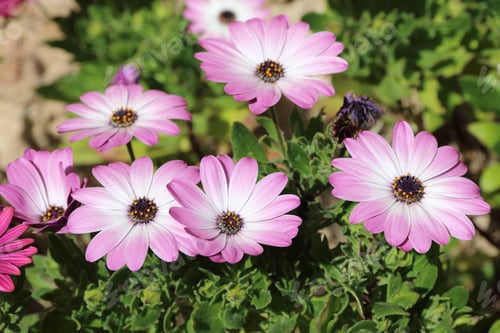 Preview: A Small Clump Of African Daisy Osteospermum Plants From The Asteraceae Species