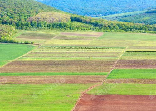 Vista previa: Colorful Fields, Spring Country Landscape. Ternopil Region, Ukraine.