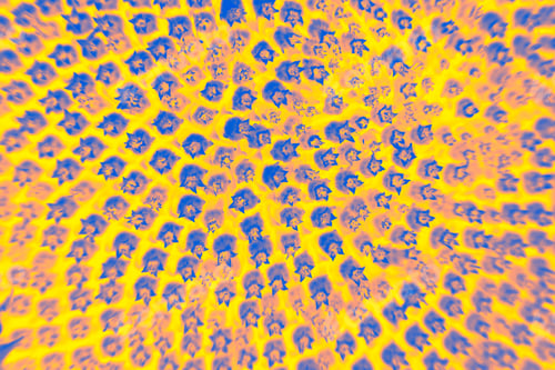 Vista previa: Fondo abstracto y divertido hecho en modo macro