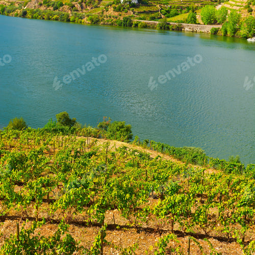 Preview: Vineyards In The Valley Of The River Douro, Portugal