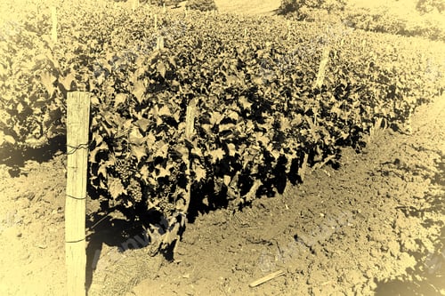Preview: Ripe Grapes In The Autumn In France, Stylized Photo