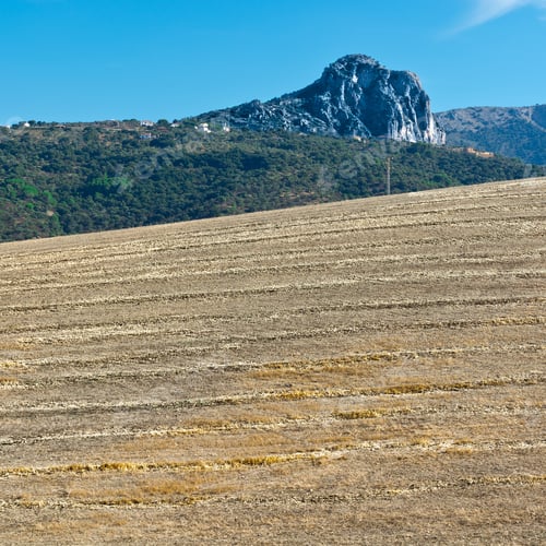 Preview: Olive Groves And Plowed Sloping Hills Of Spain In The Autumn