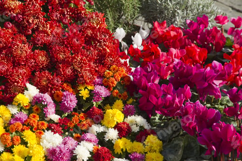Preview: Floral Background Genoa Market Italy