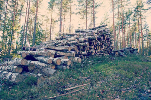 Preview: Birch Wood Waiting For Transportation. Image Has A Vintage Effect Applied.