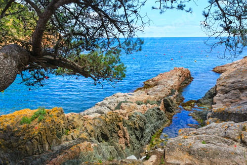 Preview: Pine Trees With Cones On Rocky Coast Above Sea.