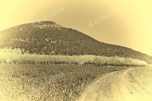 Preview: Dirt Road Leading To The Flowering Almond Garden At The Foot Of The Mount Tabor In Israel, Stylized