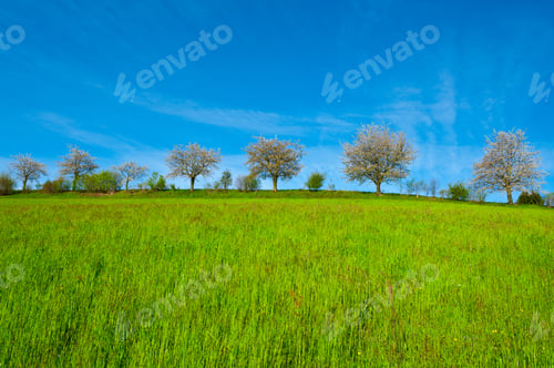 Preview: Flowering Trees Surrounded By Sloping Meadows, Switzerland