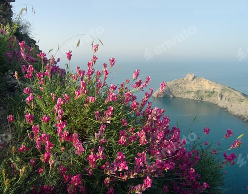 Preview: Sea Landscape With Natural Red Flowers On Forefront And "Capchik Cape" Behind ("Novyj Svit"