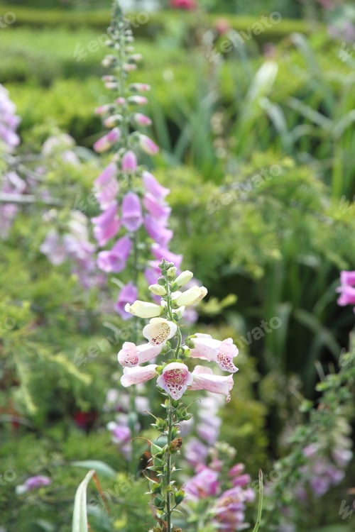 Preview: Ponta Do Sossiego Lookout Garden Sao Miguel Island Azores Portugal