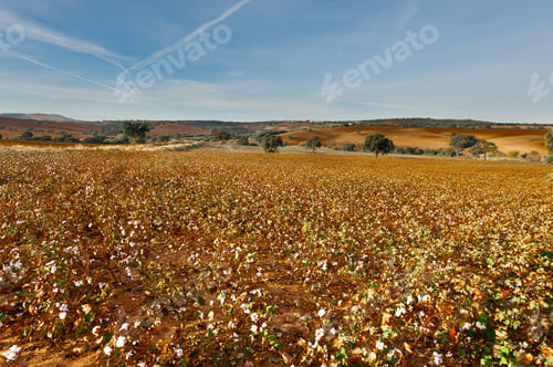 Preview: Cotton Field In Spain Ready For Harvests